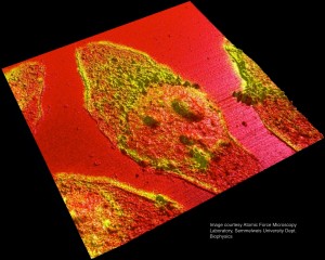 cell tracking AFM TiRF